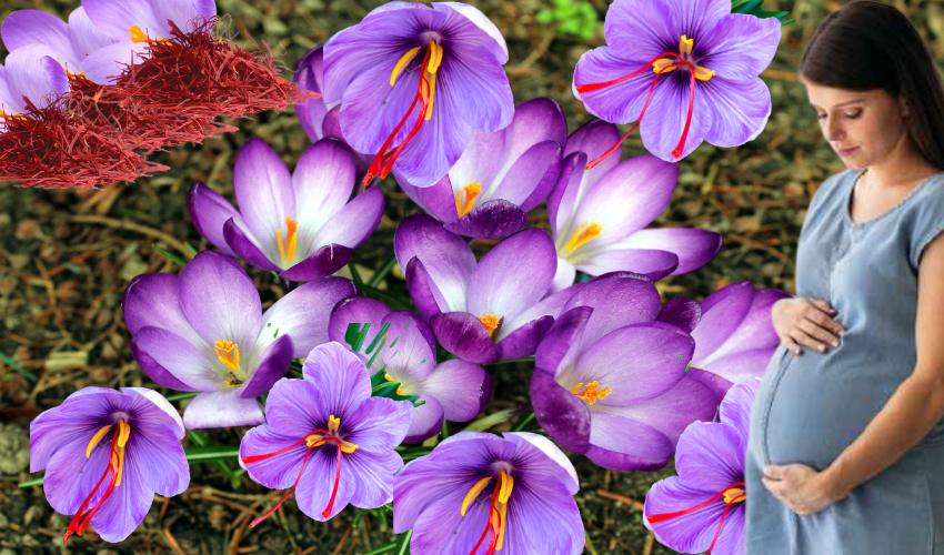 Saffron : కుంకుమపువ్వు తింటే పిల్లలు తెల్లగా పుడతారా…? Saffron : కుంకుమపువ్వు తింటే పిల్లలు తెల్లగా పుడతారా…?