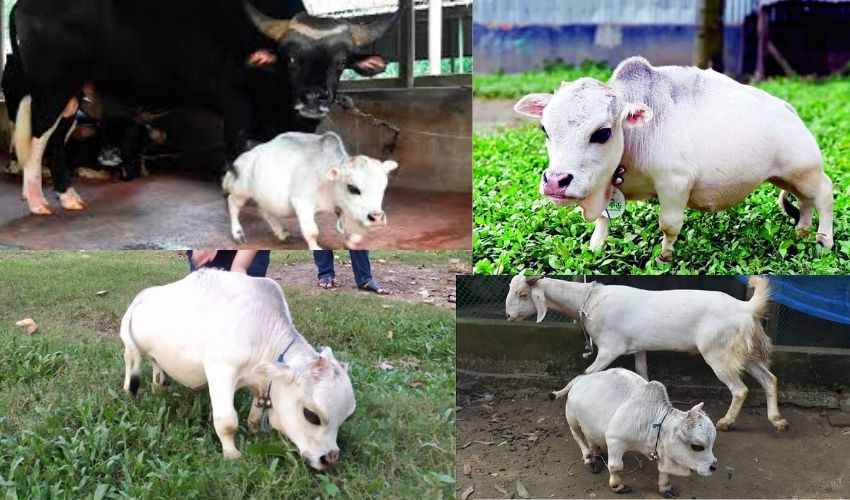 Shortest Cow Rani Died (1)