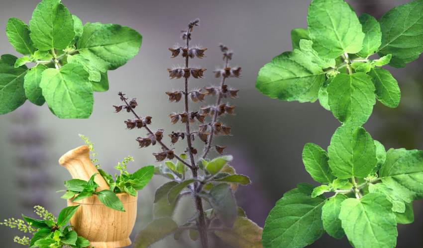 Basil : తులసితో మానసిక ఒత్తిడి మాయం..! Basil : తులసితో మానసిక ఒత్తిడి మాయం..!