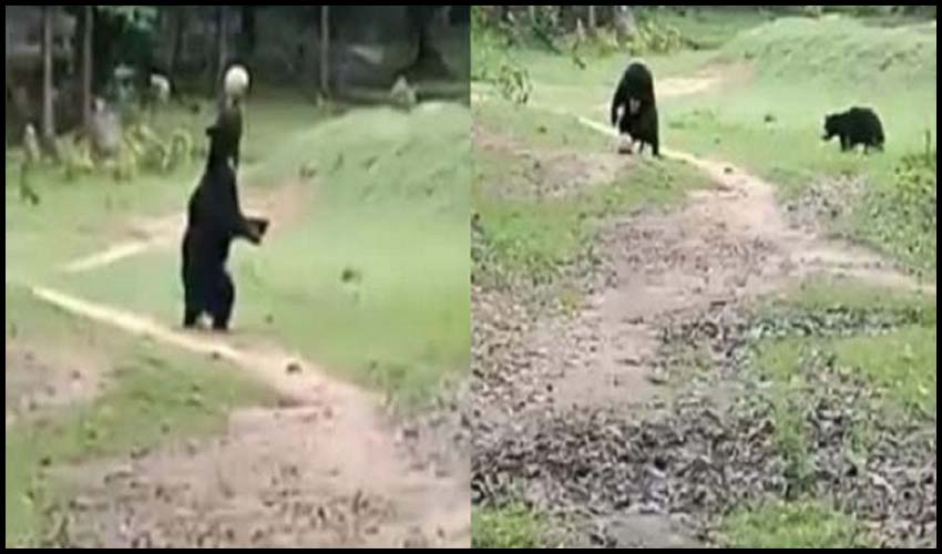 Wild Bears Playing Football In Odisha