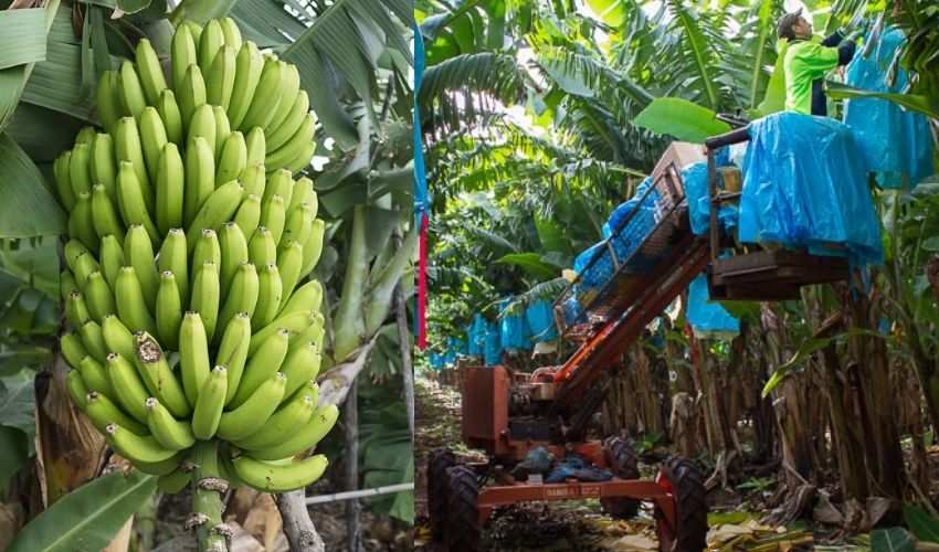 Bananas ‘humper’ Falling On The Head..injured Worker (1)