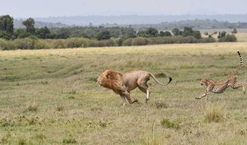 Cheetah Attack On Lion