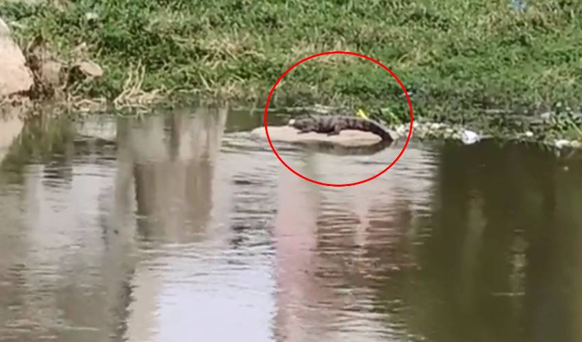 Crocodile Found in Himayat Sagar 