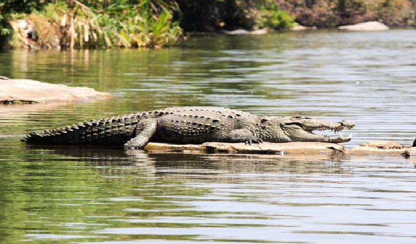 Crocodile In Karnataka