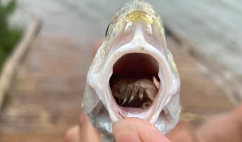 Fish Tongue