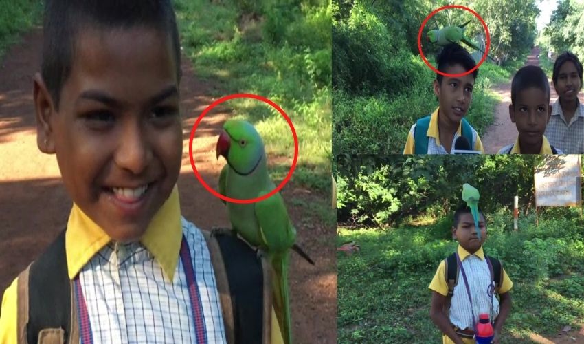 Friendship Parrot With School Children