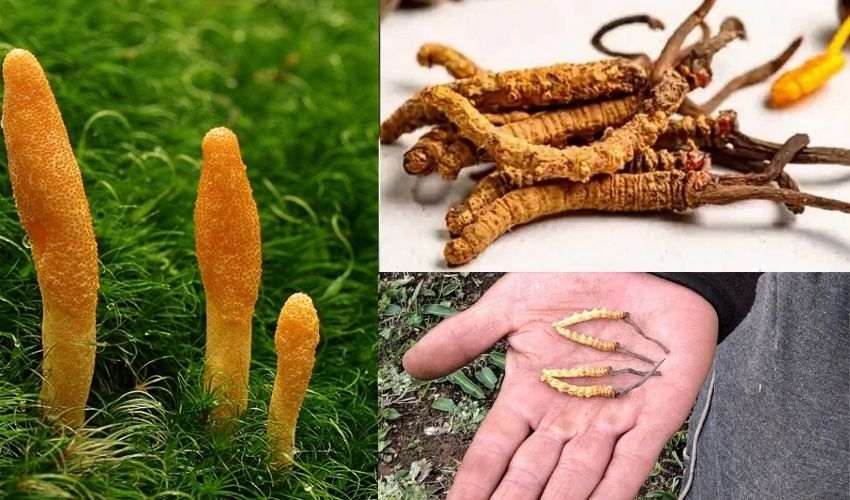 ‘Cordyceps sinensis’ : హిమాలయాల్లో పెరిగే ఈ ఫంగస్తో క్యాన్సర్కు మెడిసిన్ : ఆక్స్ఫర్డ్ పరిశోధకుల వెల్లడి ‘Cordyceps sinensis’ : హిమాలయాల్లో పెరిగే ఈ ఫంగస్తో క్యాన్సర్కు మెడిసిన్ : ఆక్స్ఫర్డ్ పరిశోధకుల వెల్లడి