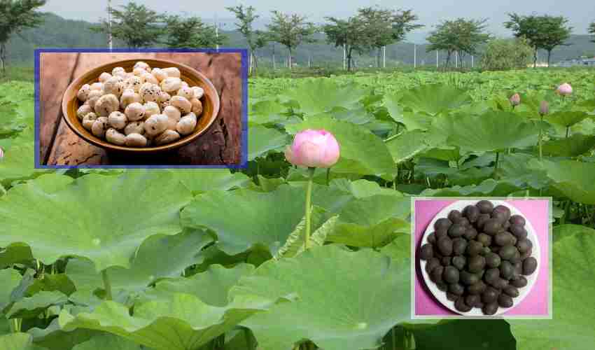 Lotus Field