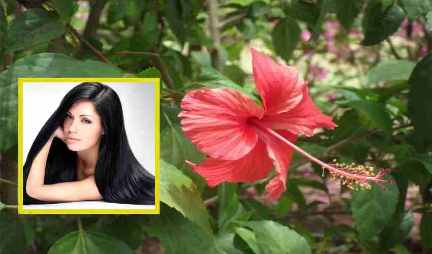 Hibiscus : మందారంతో జుట్టుకు ఎంతో మేలు!.. Hibiscus : మందారంతో జుట్టుకు ఎంతో మేలు!..