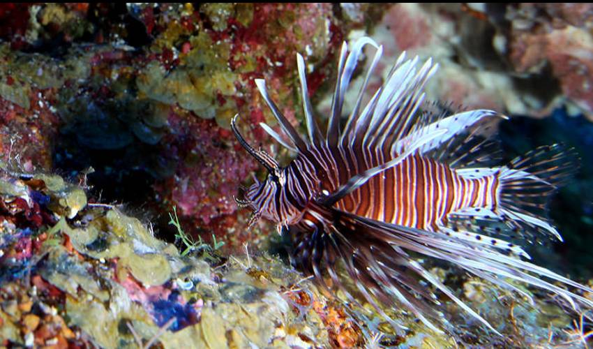 Man Catches Deadly 'lionfish' That Can Paralyse