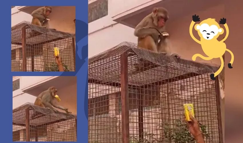 Viral Video : కళ్లజోడును కోతి ఎలా ఇచ్చిందో తెలుసా ? వీడియో వైరల్ Viral Video : కళ్లజోడును కోతి ఎలా ఇచ్చిందో తెలుసా ? వీడియో వైరల్