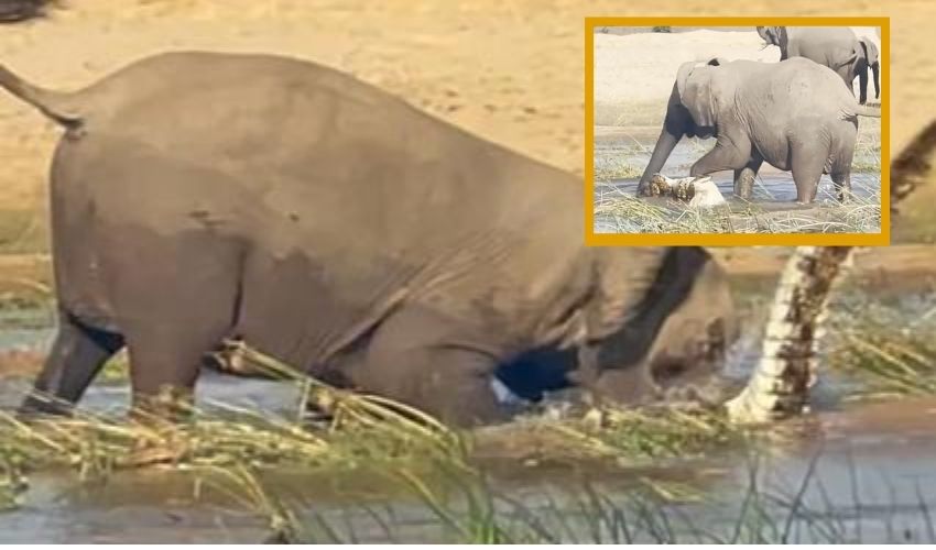 Mother Elephant Kills Crocodile To Save Her Calf