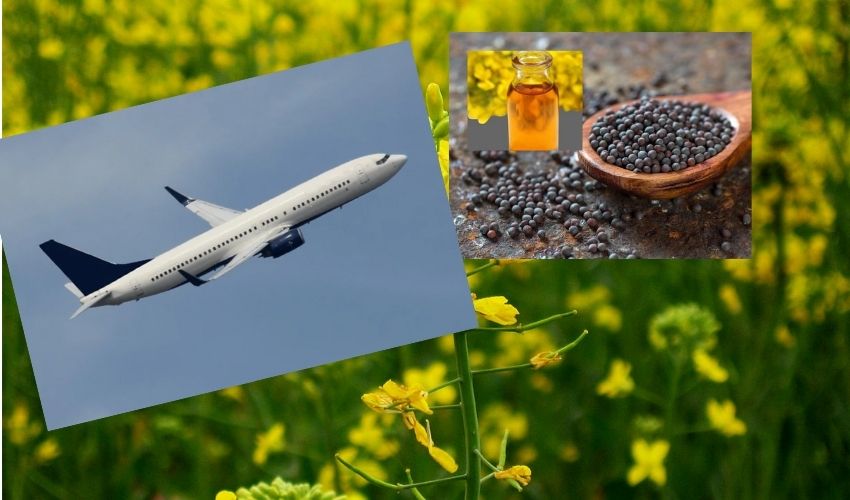 Mustard Plant Can Replace The Petroleum Based Aviation Fuel