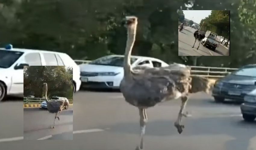 Ostrich Running On Road: లాహోర్ రోడ్లపై నిప్పుకోడి హల్ చల్..వాహనదారులతో పోటీగా పరుగులు Ostrich Running On Road: లాహోర్ రోడ్లపై నిప్పుకోడి హల్ చల్..వాహనదారులతో పోటీగా పరుగులు
