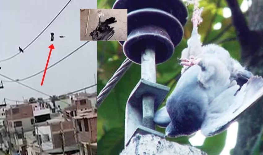 Police Use Drones To Rescue Pigeon