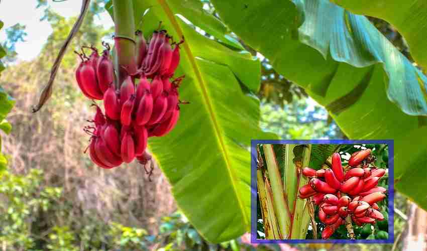Red Banana (1)