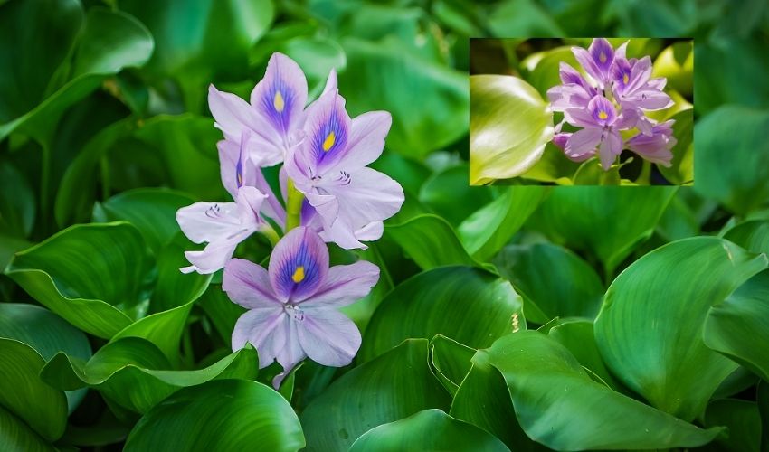 Sarees Making With Water Hyacinth