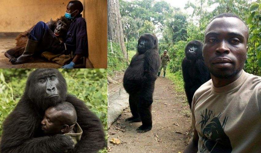 Selfie Pose Gorilla Ndakasi Died (1)