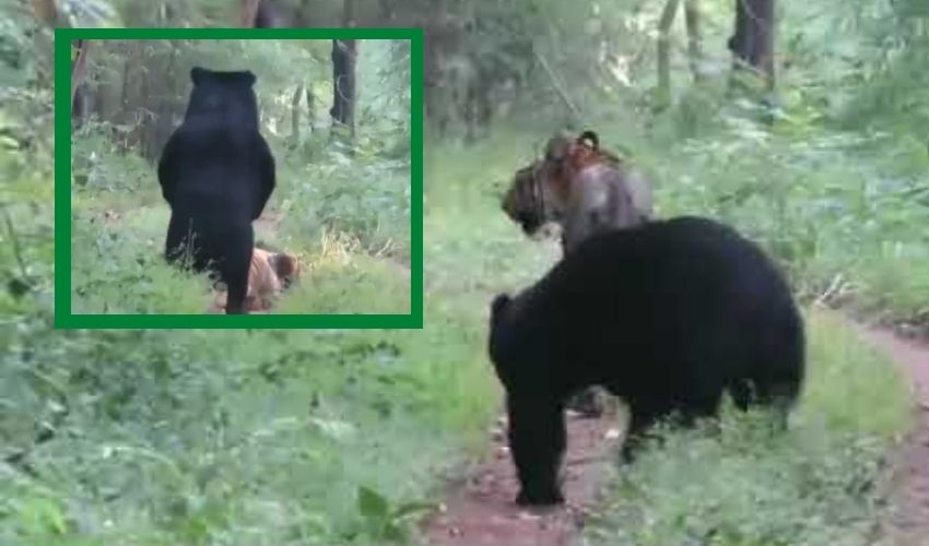 Tiger Sits Down After Bear Stands On Legs