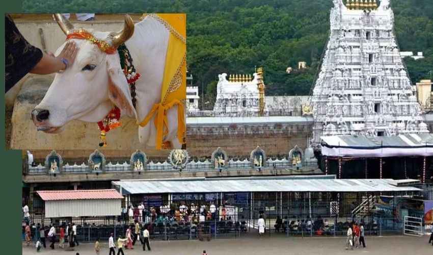Cow Maha Sammelanam : తిరుపతి మహతి కళాక్షేత్రంలో రెండు రోజులపాటు గో మహా సమ్మేళనం Cow Maha Sammelanam : తిరుపతి మహతి కళాక్షేత్రంలో రెండు రోజులపాటు గో మహా సమ్మేళనం