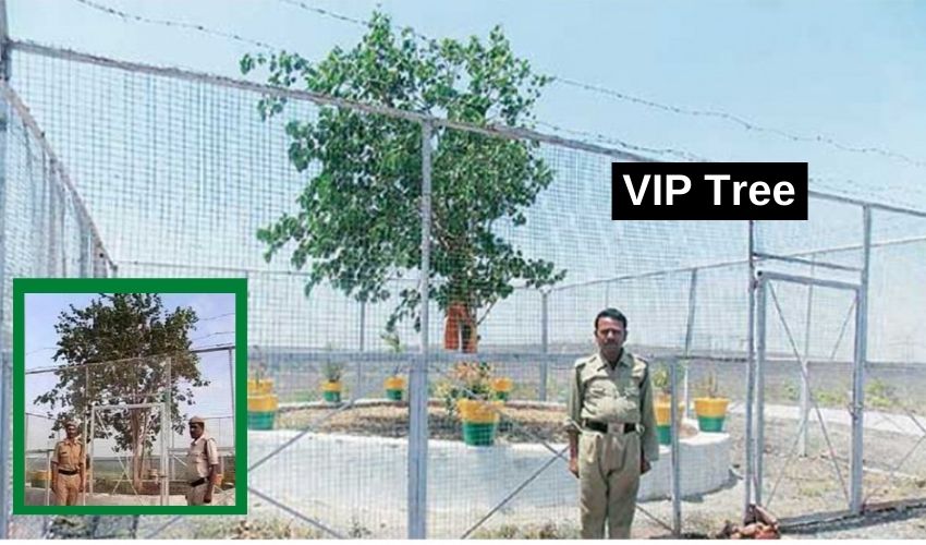 Vip Tree In Madhyapradesh