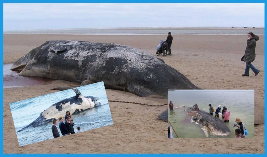 Whale Fish  Dead Body very Danger