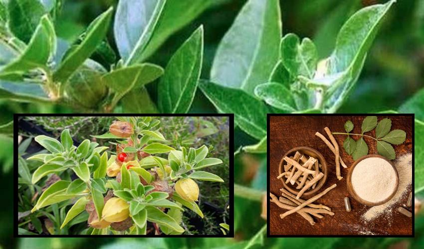 Ashwagandha: ఆయుర్వేద వైద్యంలో అశ్వగంధ Ashwagandha: ఆయుర్వేద వైద్యంలో అశ్వగంధ