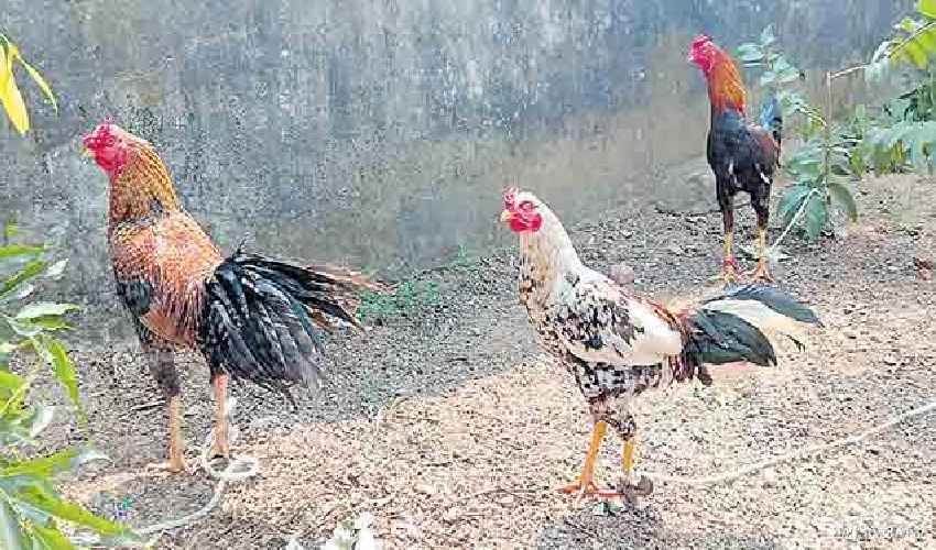 Cock Fight : పందెం కోళ్లను మేపుతున్న పోలీసులు Cock Fight : పందెం కోళ్లను మేపుతున్న పోలీసులు
