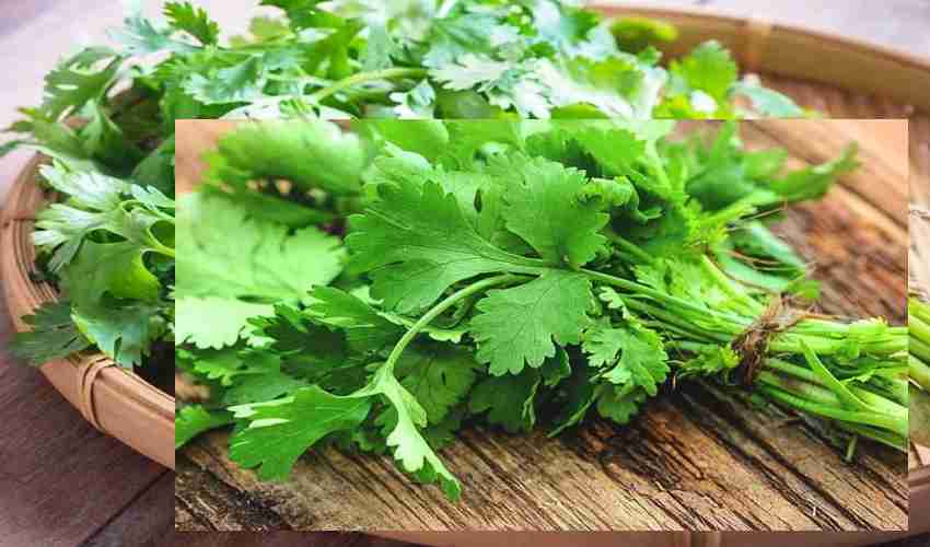 Coriander Leaves
