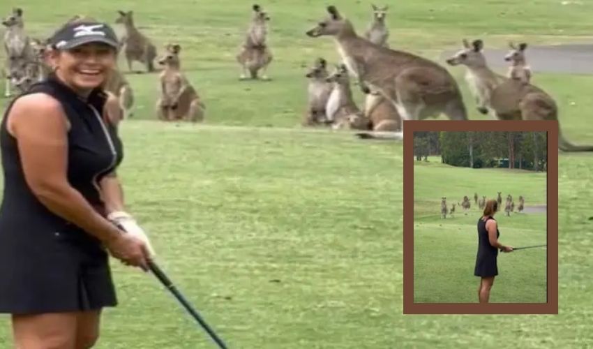 kangaroos on a golf court: గోల్ఫ్ కోర్టులో కంగారులు గుంపు..నేనెలా ఆడాలి? గోల్ ఎలా వేయాలి? kangaroos on a golf court: గోల్ఫ్ కోర్టులో కంగారులు గుంపు..నేనెలా ఆడాలి? గోల్ ఎలా వేయాలి?