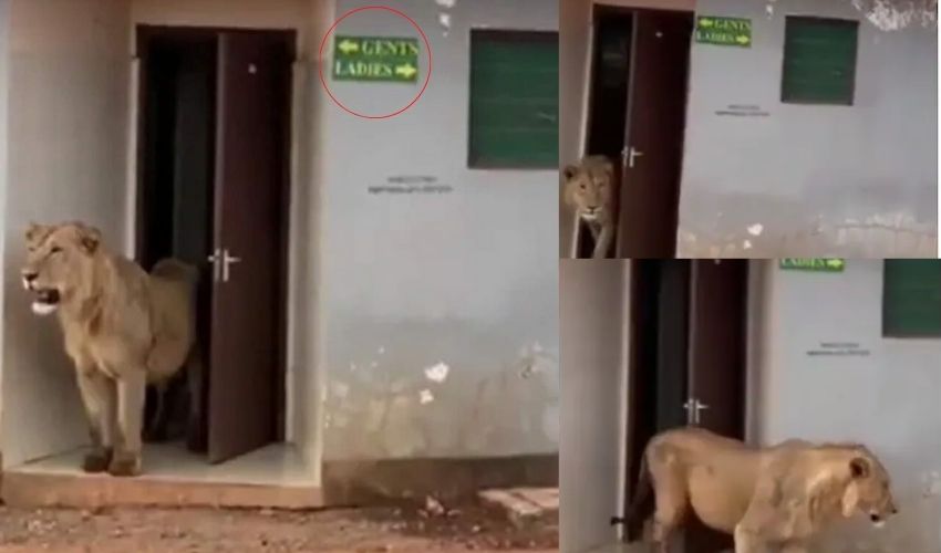 Lion Walks Out Of Public Gents Toilet