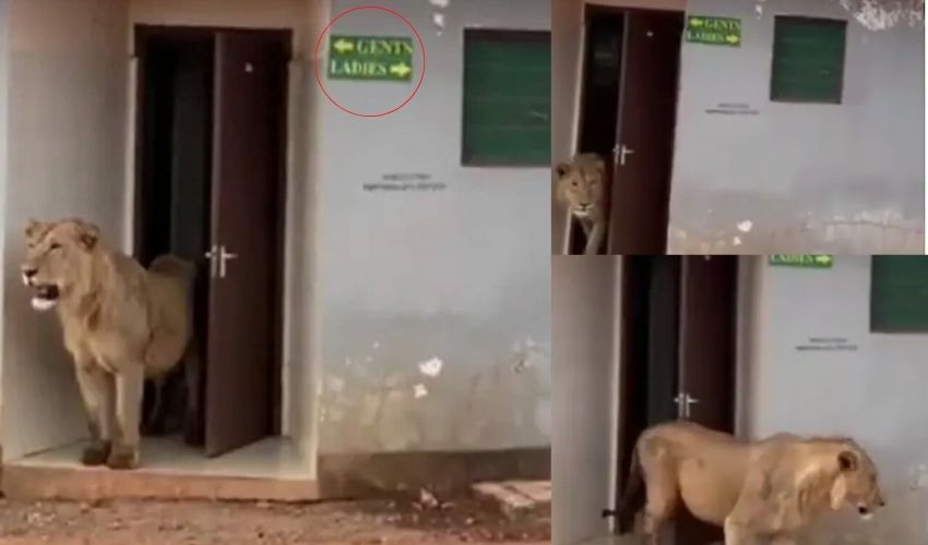 Lion In Toilet : జెంట్స్ టాయిలెట్ లోంచి బయటకొస్తున్న ఆడ సింహం..ఇదేం సిగ్గురా బాబూ అంటున్న జనాలు.. Lion In Toilet : జెంట్స్ టాయిలెట్ లోంచి బయటకొస్తున్న ఆడ సింహం..ఇదేం సిగ్గురా బాబూ అంటున్న జనాలు..