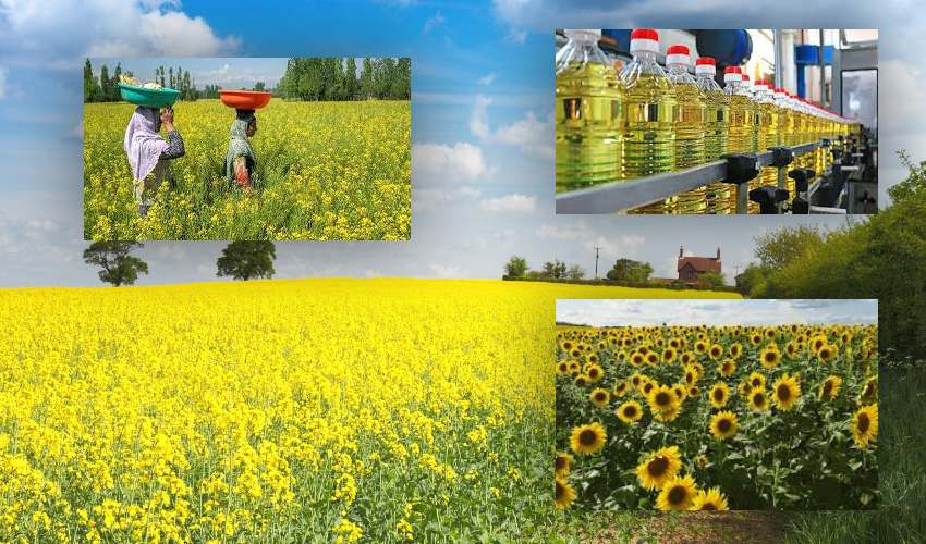 Oilseeds : రబీలో నూనె పంటల సాగు లాభదాయకమేనా?.. Oilseeds : రబీలో నూనె పంటల సాగు లాభదాయకమేనా?..