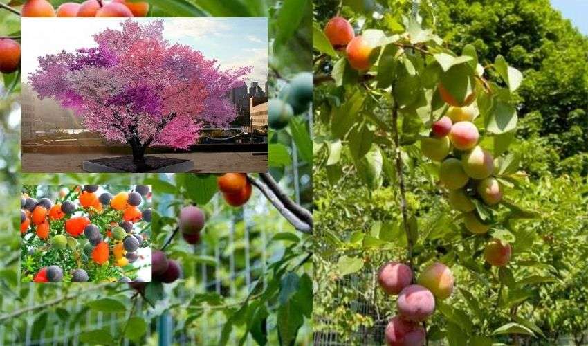 One Tree Can Produce 40 Different Kinds Of Fruits (2)
