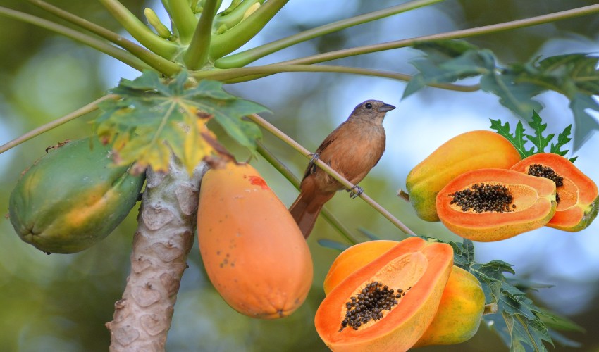 Papaya
