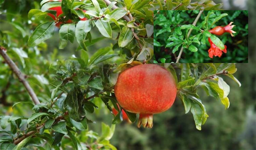 Pomegranate Leaves