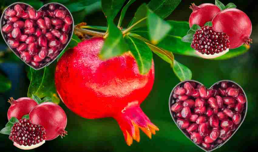 Pomegranate Juice : గుండె ఆరోగ్యానికి దానిమ్మ జ్యూస్ Pomegranate Juice : గుండె ఆరోగ్యానికి దానిమ్మ జ్యూస్