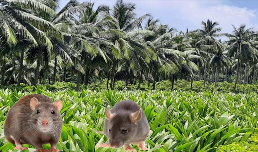 Rats : కోకో, కొబ్బరి తోటల్లో ఎలుకల నివారణ ఎలాగంటే?.. Rats : కోకో, కొబ్బరి తోటల్లో ఎలుకల నివారణ ఎలాగంటే?..
