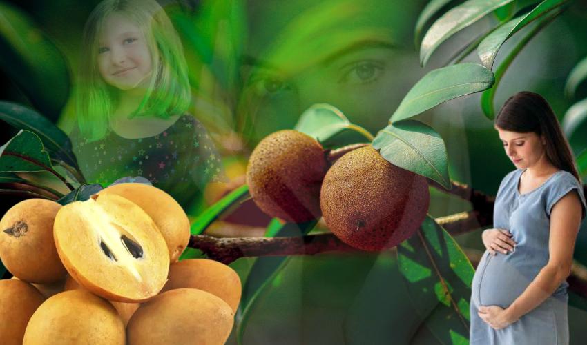 Sapota1