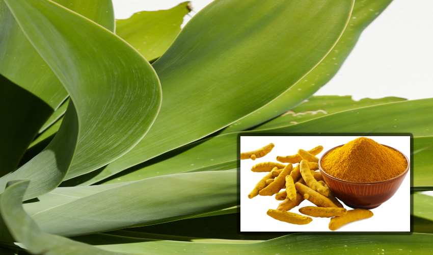 Turmeric Cultivation