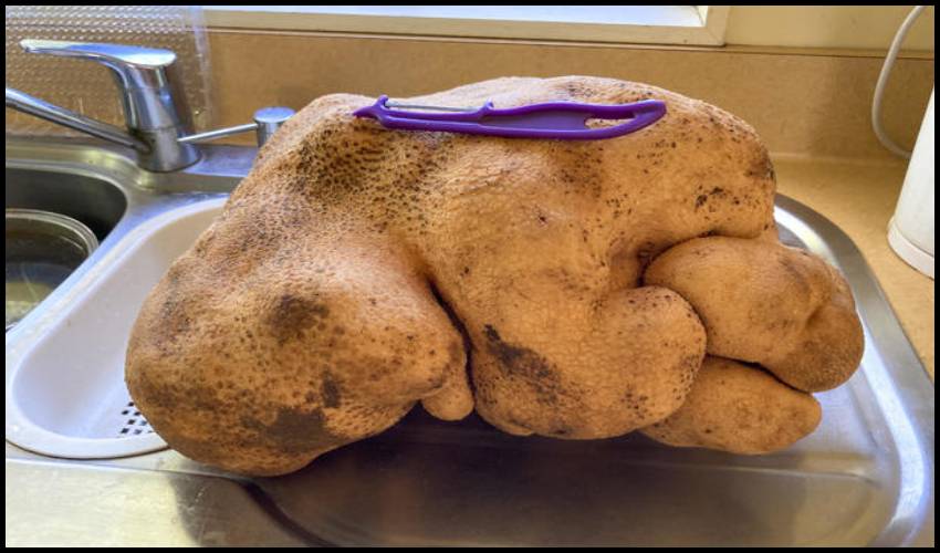 A Potato Named Doug May Be The Largest Ever Unearthed (1)
