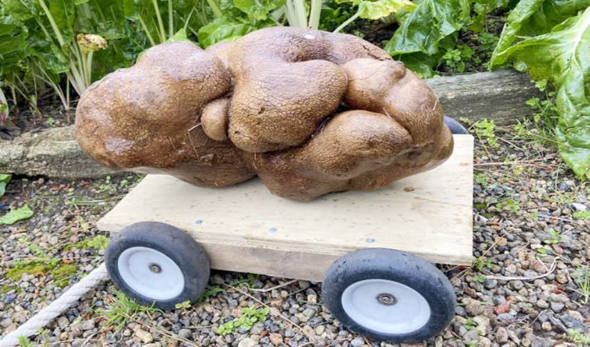 A Potato Named Doug May Be The Largest Ever Unearthed