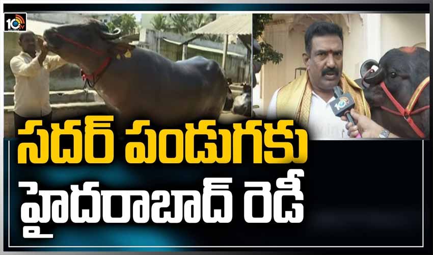 సదర్ పండుగకు హైదరాబాద్‌ రెడీ