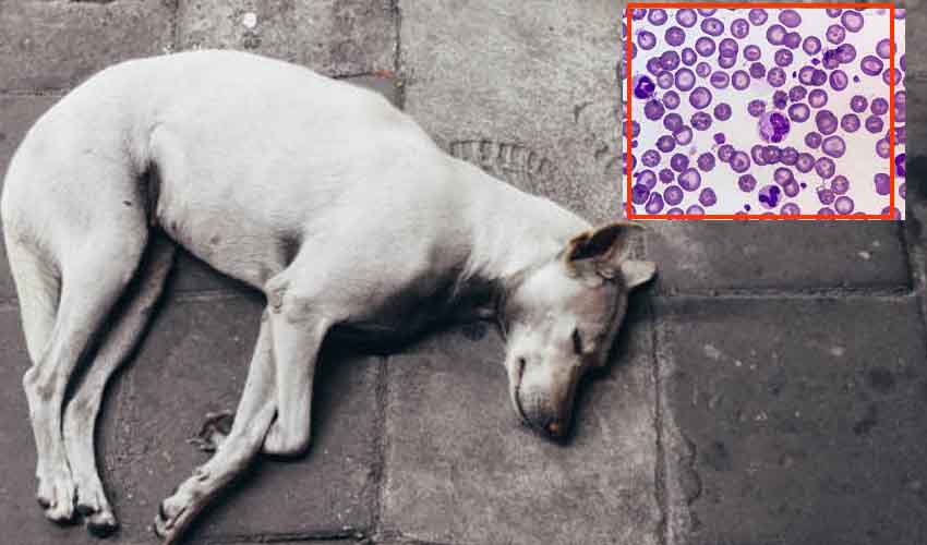 Canine Virus : కేరళలో వింత వ్యాధి కలకలం… వరుసగా మరణాలు Canine Virus : కేరళలో వింత వ్యాధి కలకలం… వరుసగా మరణాలు