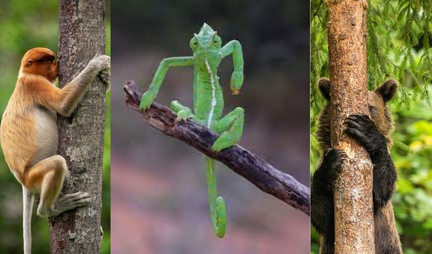 Comedy Wildlife Pics (1)