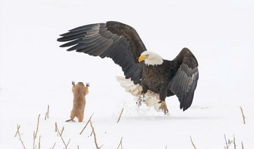 Comedy Wildlife Pics (2)