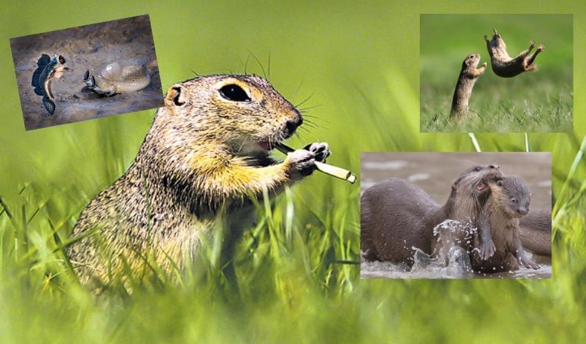 Comedy Wildlife Pics (3)