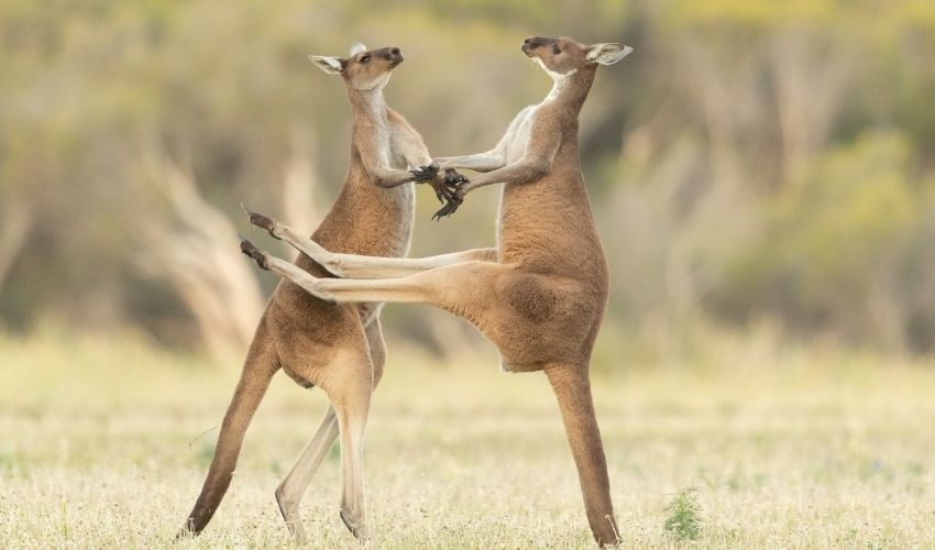 Comedy Wildlife Pics (7)