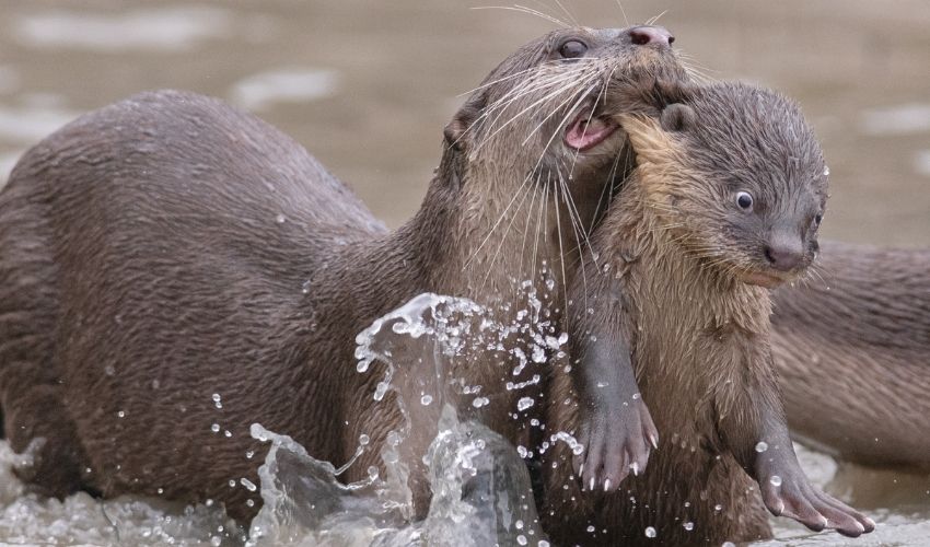 Comedy Wildlife Pics (8)