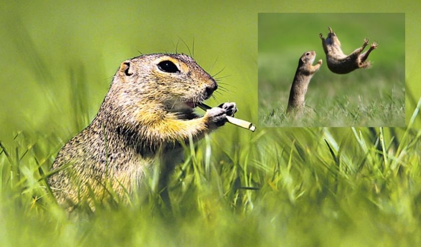 Comedy Wildlife Pics